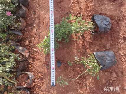 高度40厘米丰花月季小苗