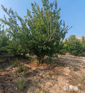 高度40000厘米果石榴