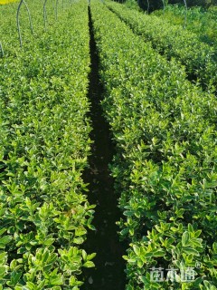 高度40厘米金边黄杨小苗