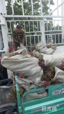 高度40厘米紫叶小檗