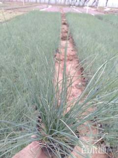 A-精品蓝羊茅