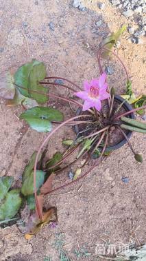 高度30厘米睡莲