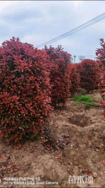 高度180厘米红叶石楠柱