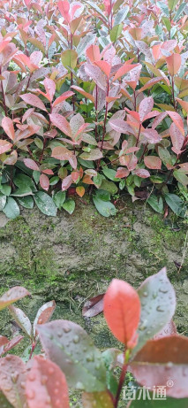 高度40厘米红叶石楠小苗
