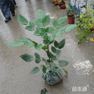 高度60厘米狭叶十大功劳小苗