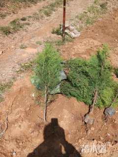 高度60厘米侧柏