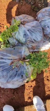 高度15厘米红花酢浆草