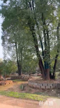 60公分香樟