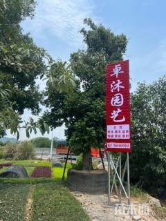 20公分香樟