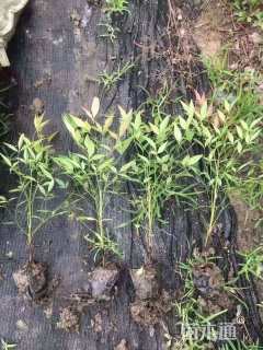 高度15厘米南天竹