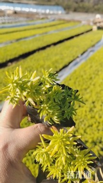 高度13厘米佛甲草