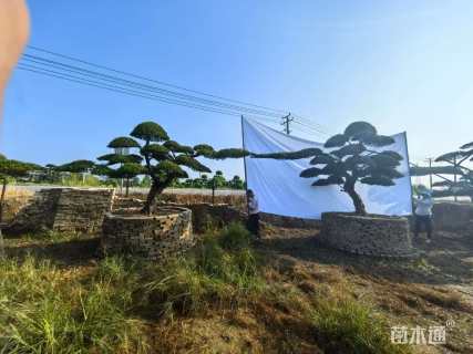 移栽苗造型罗汉松