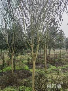 11公分川红紫薇