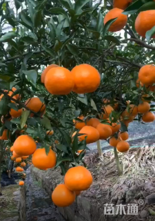 高度60厘米柑橘小苗
