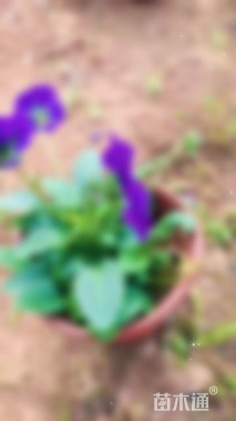 高度20厘米三色堇