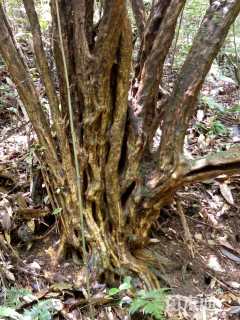 30公分杜鹃红山茶