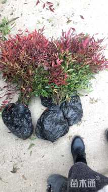 高度50厘米南天竹