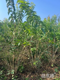 高度180厘米丛生金银木