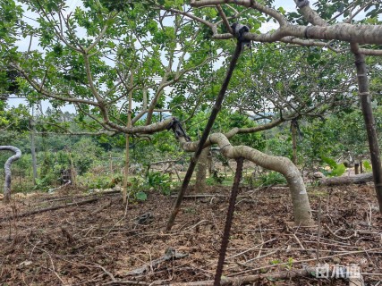 16公分红果冬青