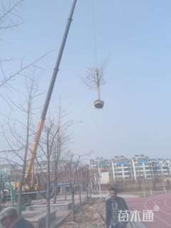 14公分染井吉野樱