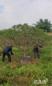 12公分黄花鸡蛋花