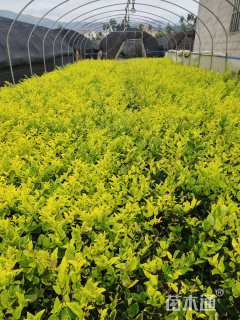 高度40厘米金森女贞