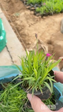 高度15厘米欧石竹