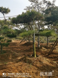 9公分造型黑松