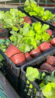 高度25厘米矾根