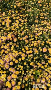 高度30厘米玛格丽特花