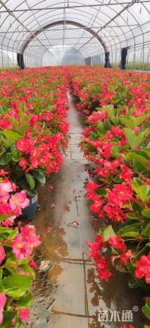 高度30厘米巨无霸海棠