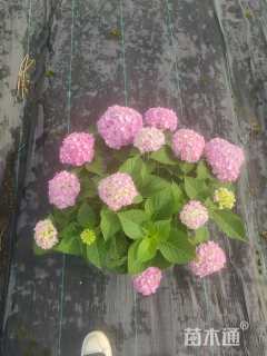 高度45厘米无尽夏绣球