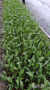 高度40厘米梭鱼草