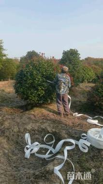 冠幅150厘米石楠球