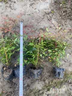 高度50厘米南天竹