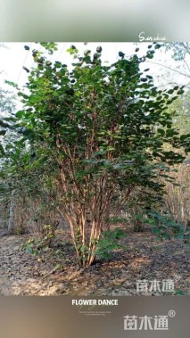 高度300厘米丛生紫荆