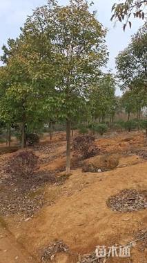 12公分大叶女贞