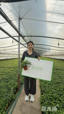 高度30厘米火焰南天竹