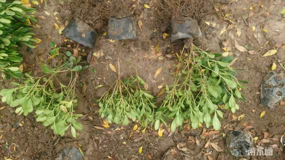 高度30厘米海桐小苗