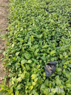 高度12厘米松果菊