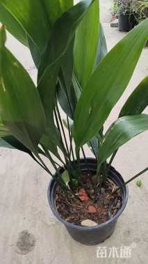 高度40厘米一叶兰