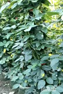 100厘米藤本月季