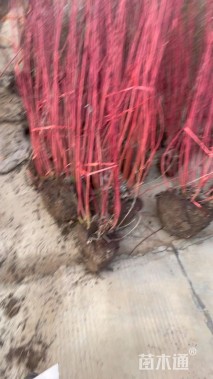 高度100厘米红瑞木