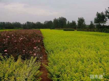 高度35厘米金叶女贞小苗