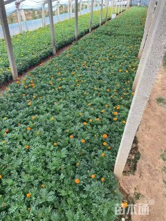 高度40厘米孔雀草