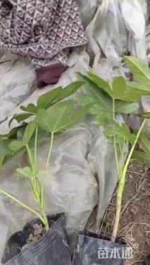 高度50厘米八角金盘