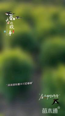 冠幅50厘米小叶女贞球