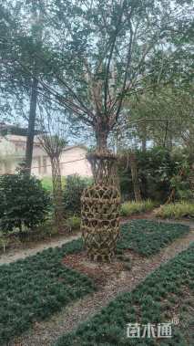 60公分紫薇花瓶