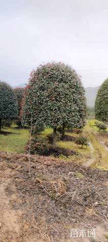 12公分红叶石楠