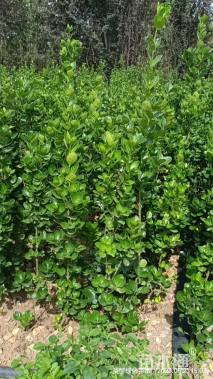 高度120厘米北海道黄杨